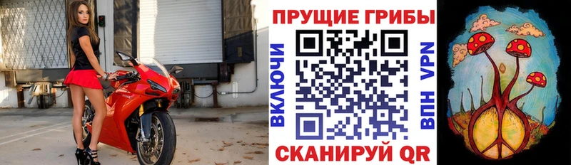 Псилоцибиновые грибы GOLDEN TEACHER хочу Озёрск